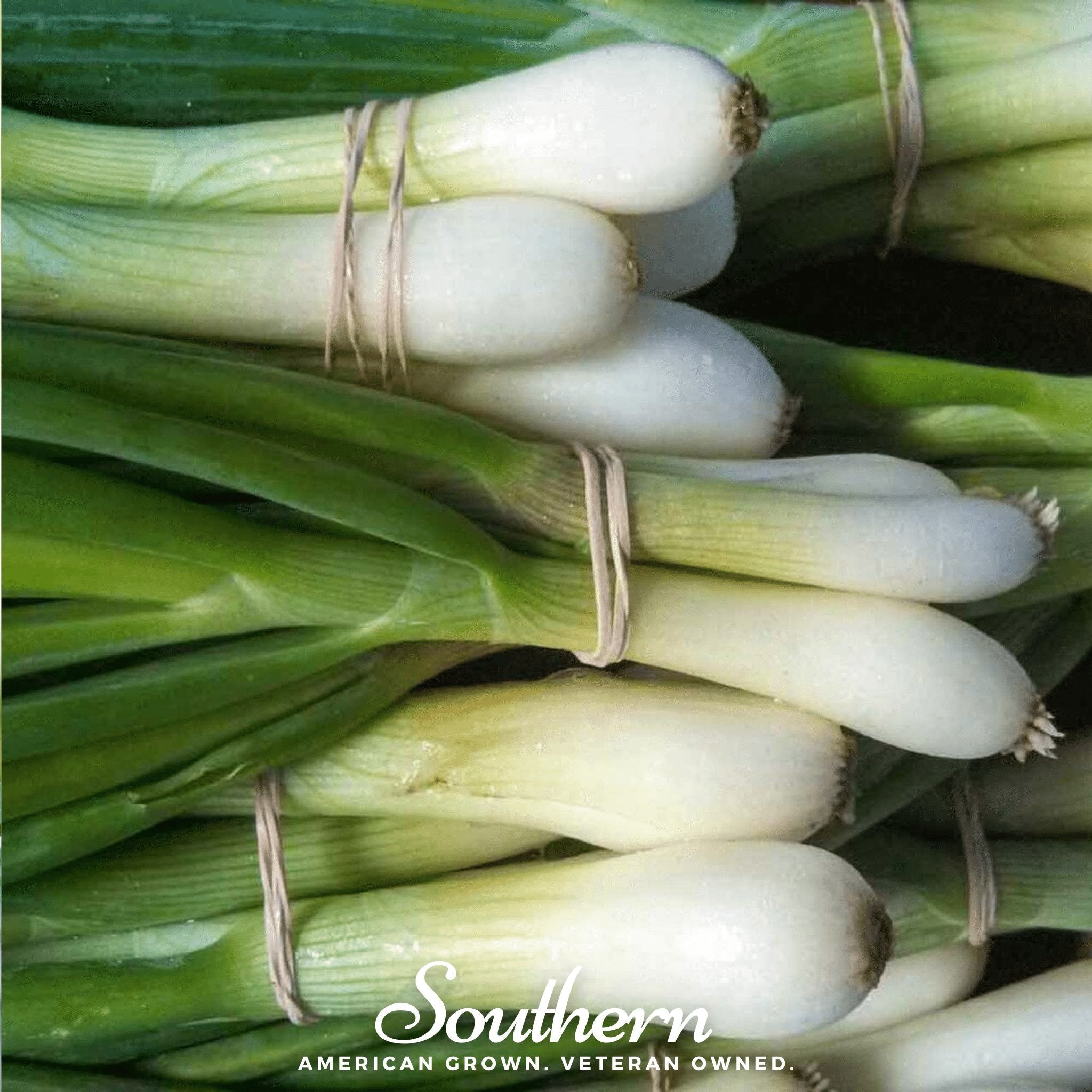 Onion, Tokyo Long White (Allium cepa) - 200 Seeds seed packet from Seed Therapy – American - grown, heirloom seeds