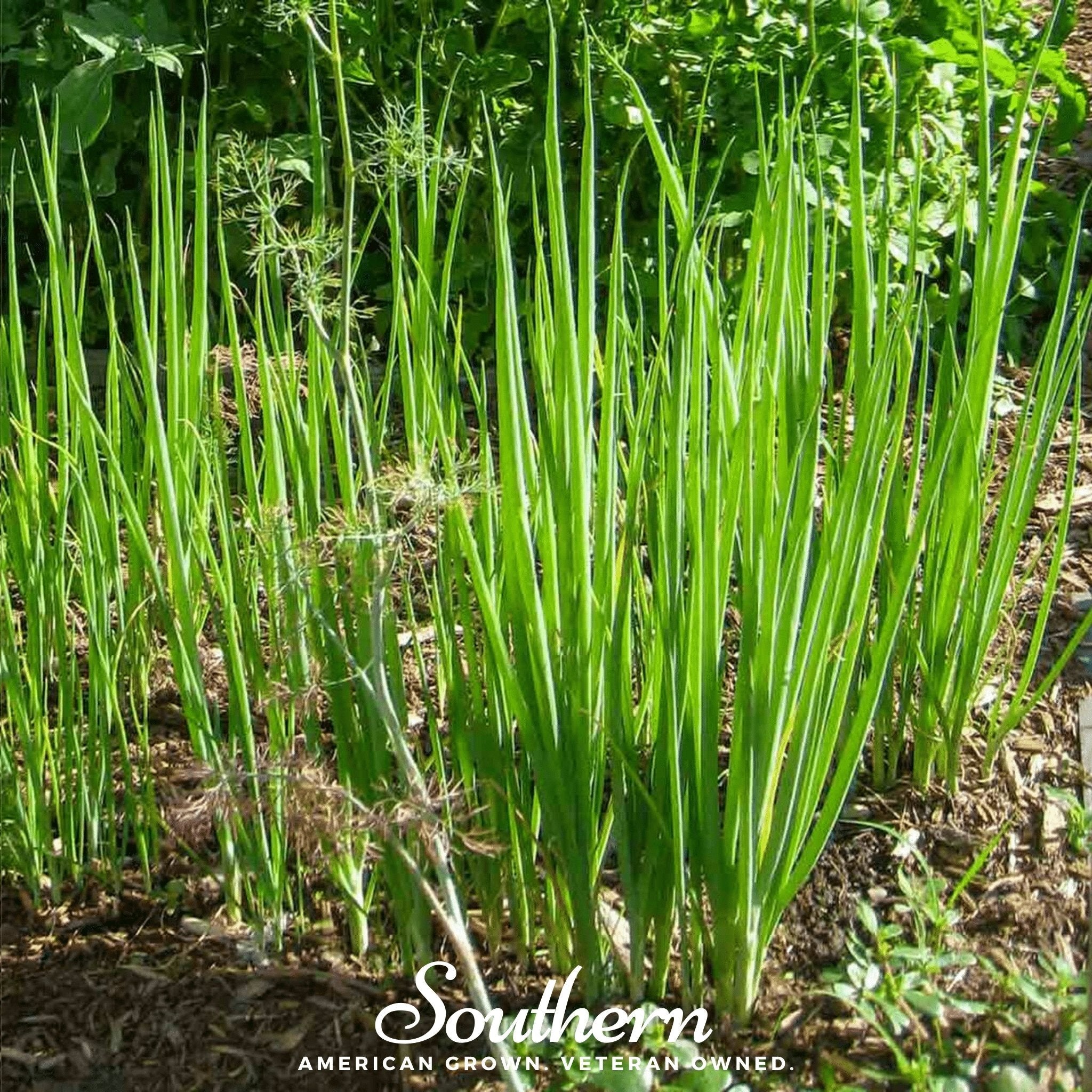 Onion, Tokyo Long White (Allium cepa) - 200 Seeds seed packet from Seed Therapy – American - grown, heirloom seeds