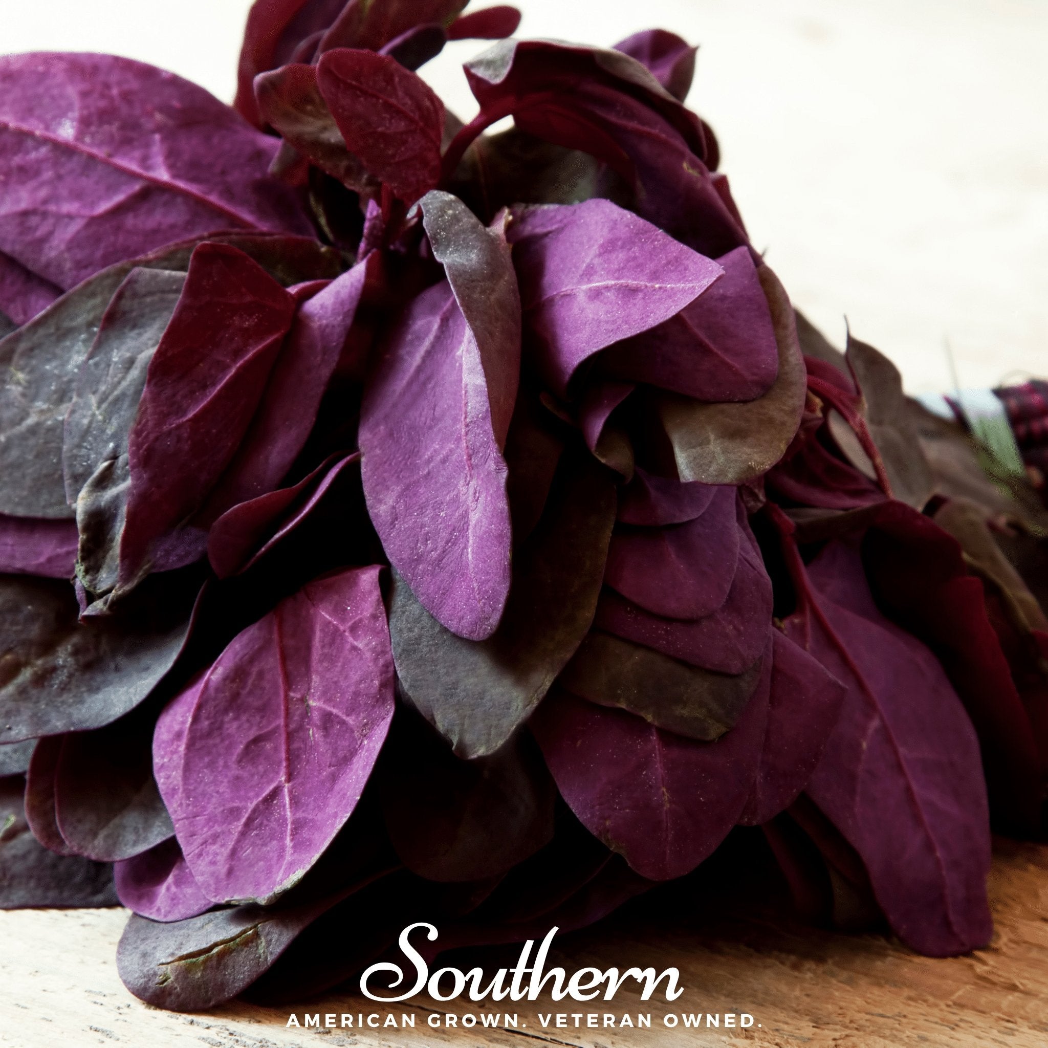 Orach, Red Plume (Atriplex hortensis) - 25 Seeds seed packet from Seed Therapy – American - grown, heirloom seeds
