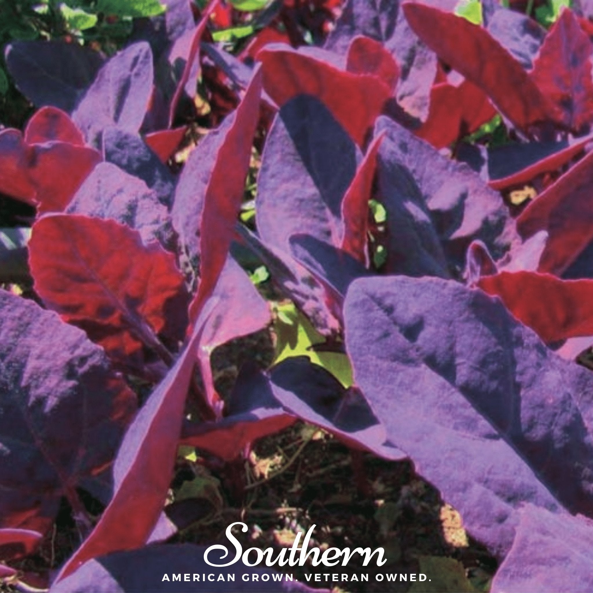 Orach, Ruby Red (Atriplex hortensis) - 25 Seeds seed packet from Seed Therapy – American - grown, heirloom seeds