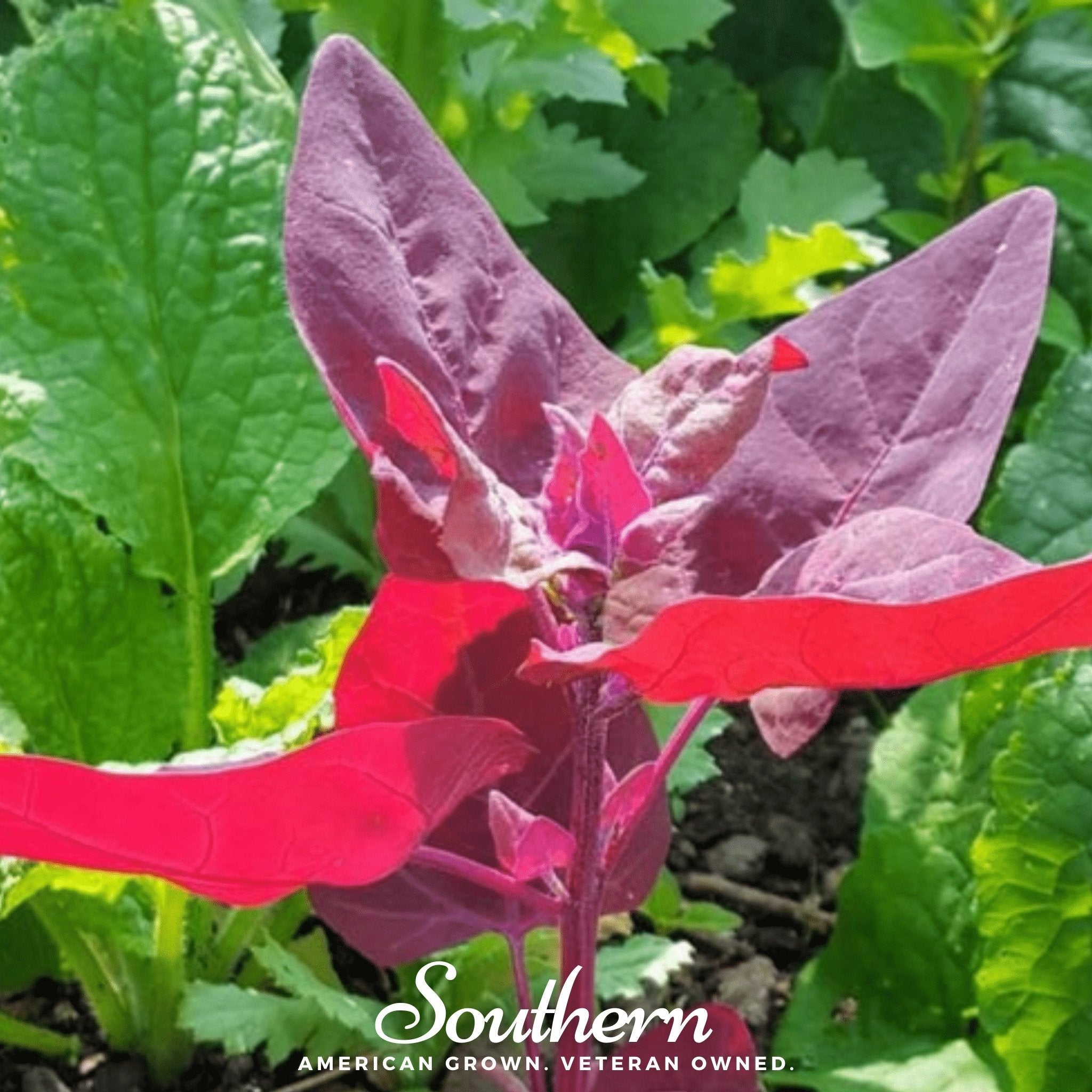 Orach, Ruby Red (Atriplex hortensis) - 25 Seeds seed packet from Seed Therapy – American - grown, heirloom seeds