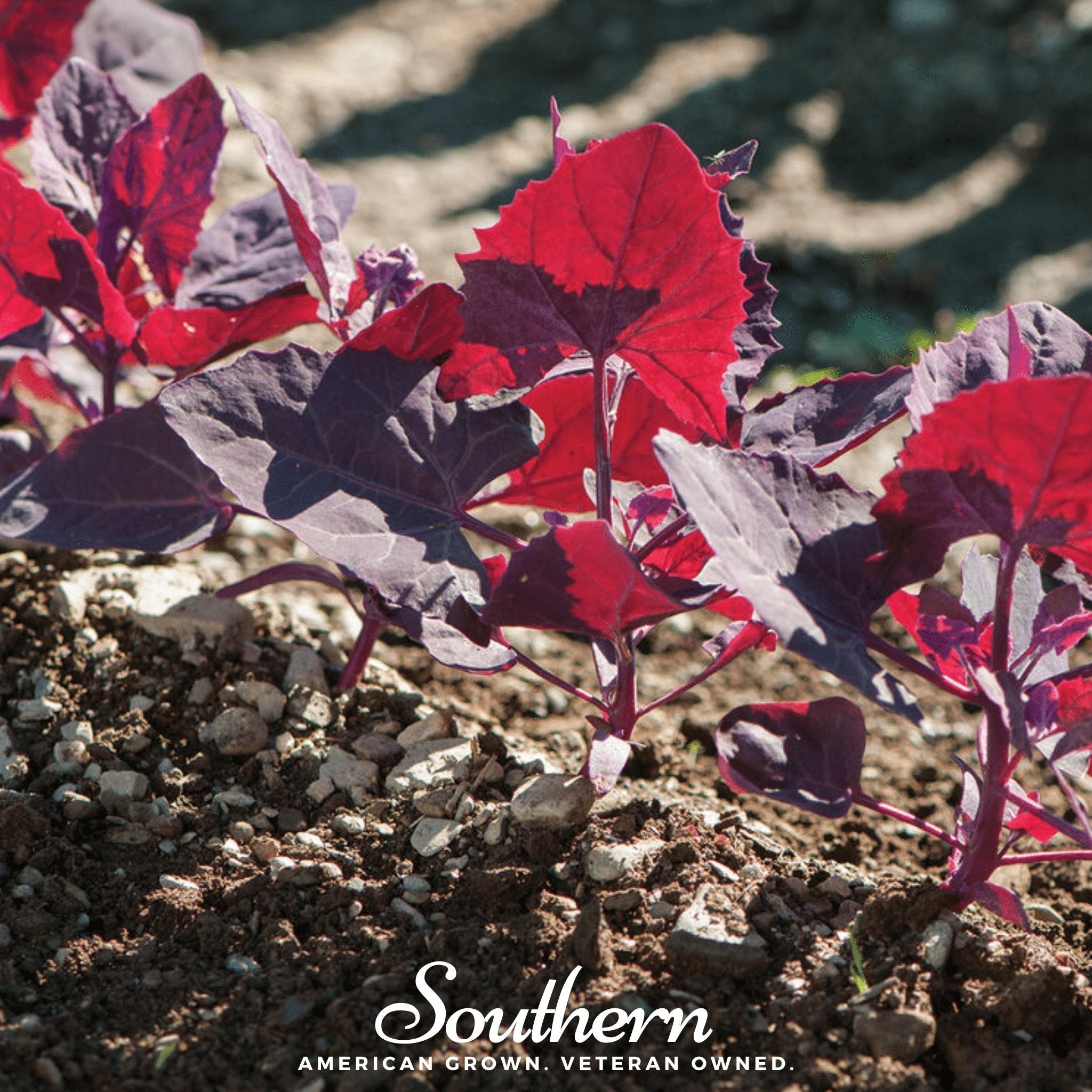 Orach, Ruby Red (Atriplex hortensis) - 25 Seeds seed packet from Seed Therapy – American - grown, heirloom seeds