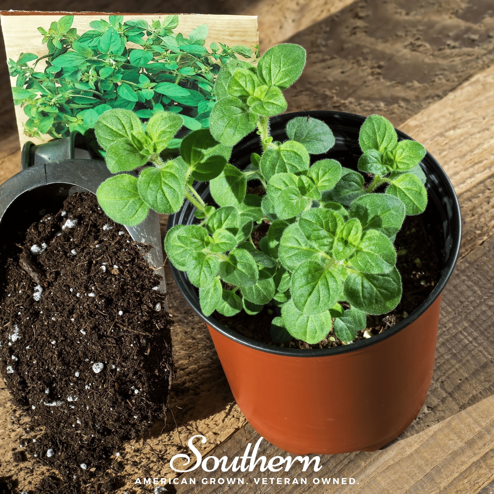 Oregano, Greek (Origanum vulgare) - 500 Seeds seed packet from Seed Therapy – American - grown, heirloom seeds