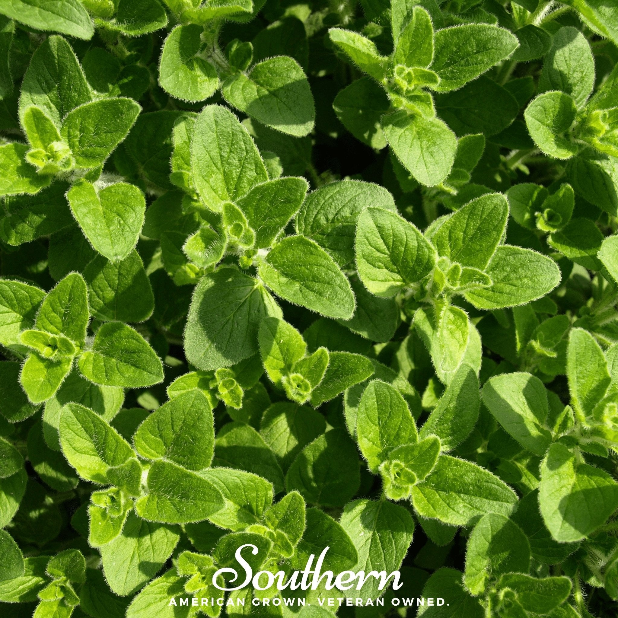 Oregano, Greek (Origanum vulgare) - 500 Seeds seed packet from Seed Therapy – American - grown, heirloom seeds