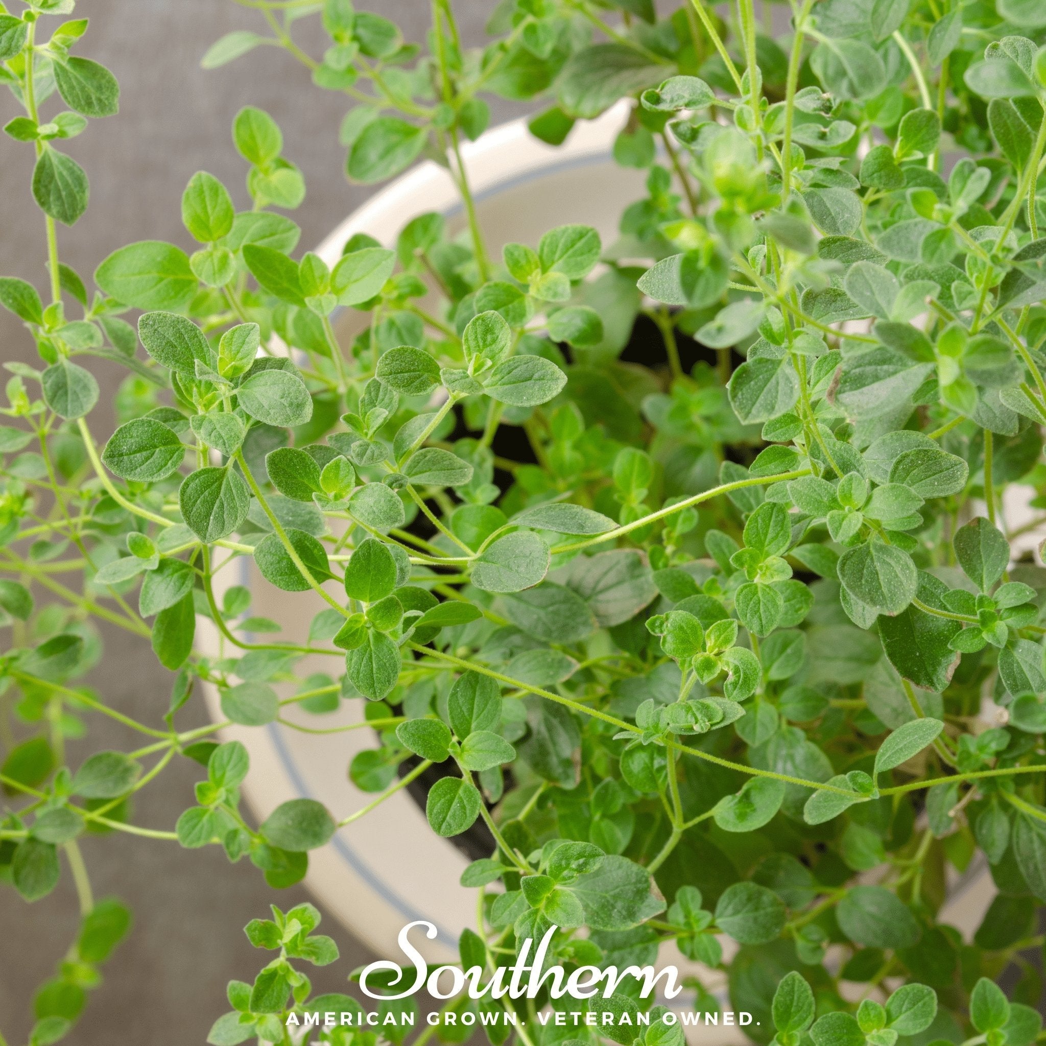 Oregano, Italian (Origanum vulgare) - 200 Seeds seed packet from Seed Therapy – American - grown, heirloom seeds