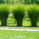 Pampas Grass, White (Cortaderia selloana) - 100 Seeds seed packet from Seed Therapy – American - grown, heirloom seeds