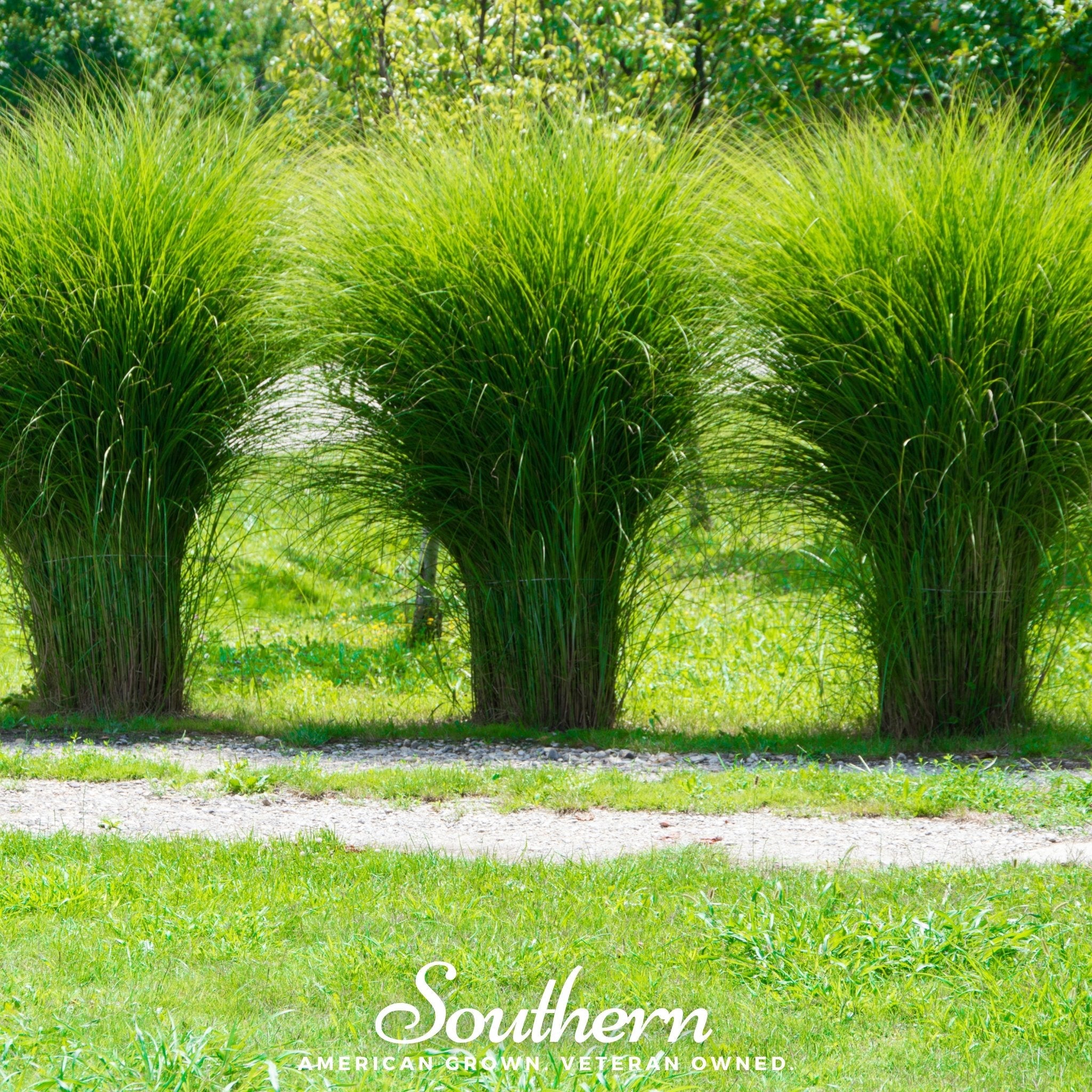 Pampas Grass, White (Cortaderia selloana) - 100 Seeds seed packet from Seed Therapy – American - grown, heirloom seeds