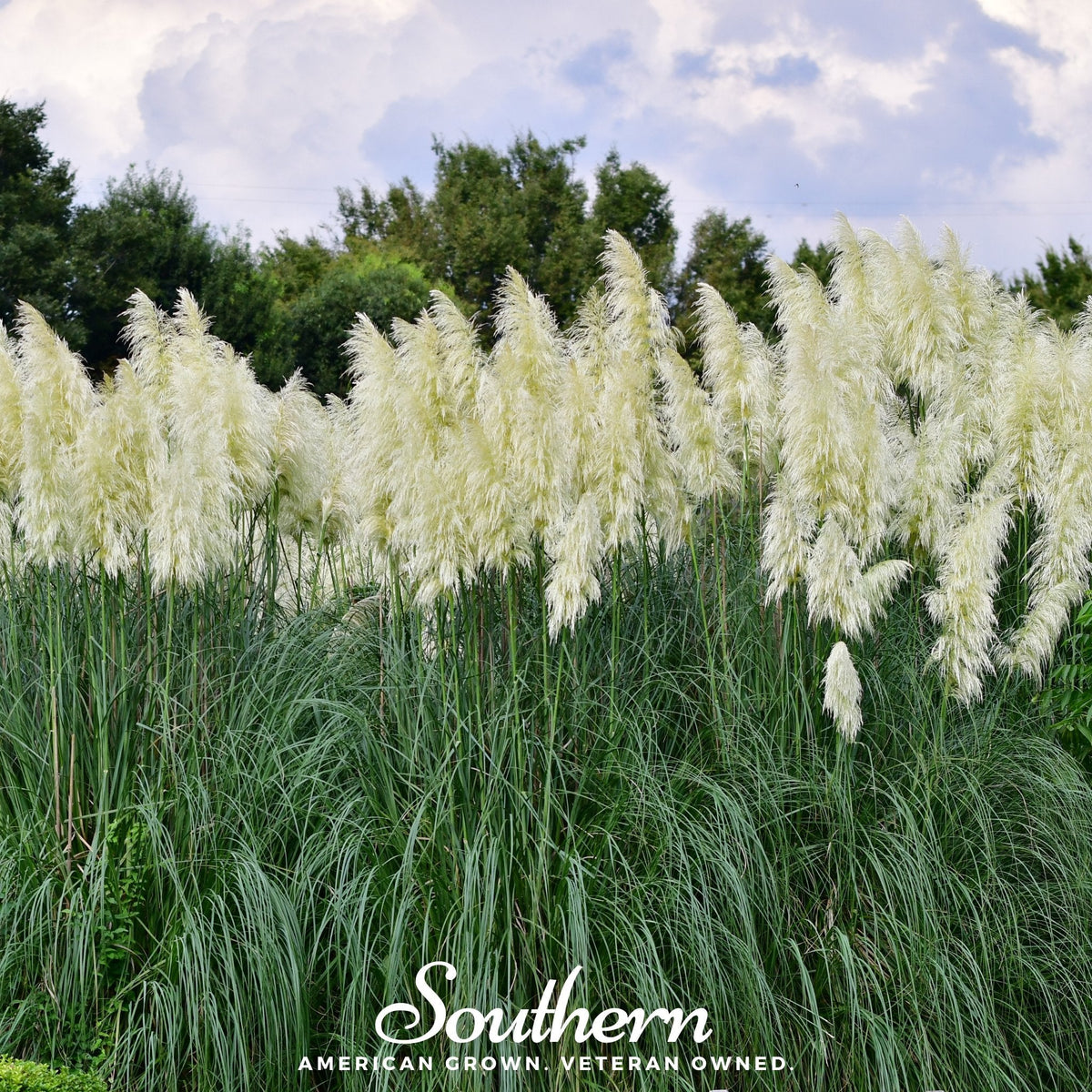 canhot seeds -100pcs blue pampas grass cortaderia selloana flower Pampas Grass, White (Cortaderia selloana) - 100 Seeds