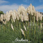 Pampas Grass, White (Cortaderia selloana) - 100 Seeds seed packet from Seed Therapy – American - grown, heirloom seeds
