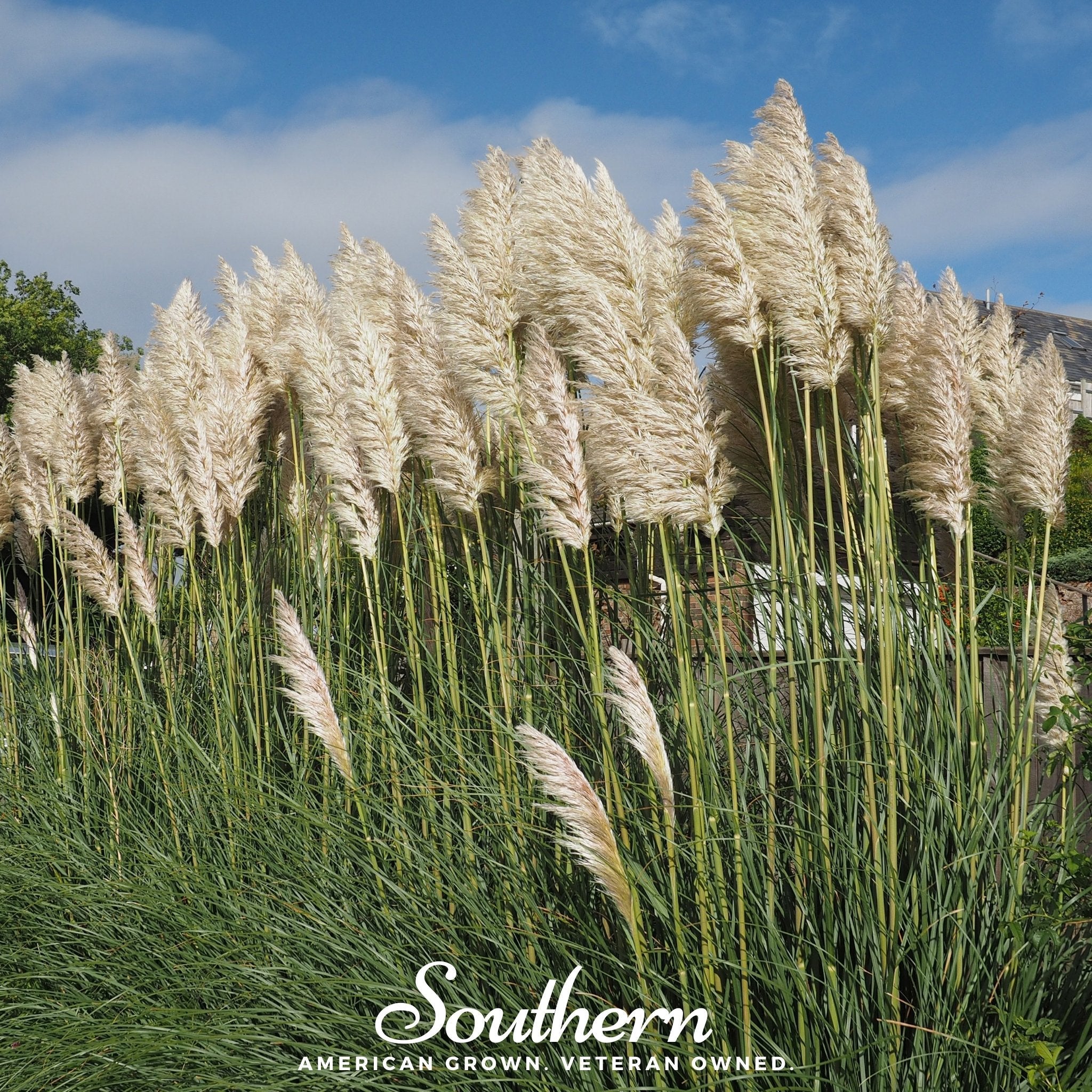 Pampas Grass, White (Cortaderia selloana) - 100 Seeds seed packet from Seed Therapy – American - grown, heirloom seeds