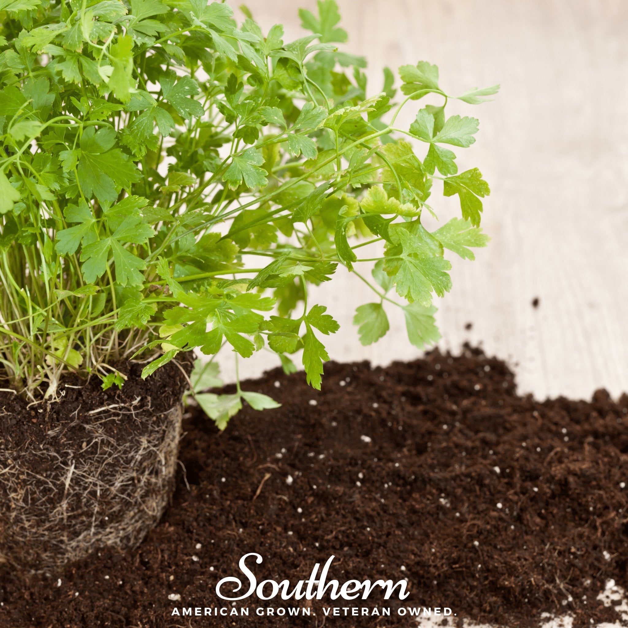 Parsley, Italian (Petroselinum crispum latifolium) - 200 Seeds seed packet from Seed Therapy – American - grown, heirloom seeds