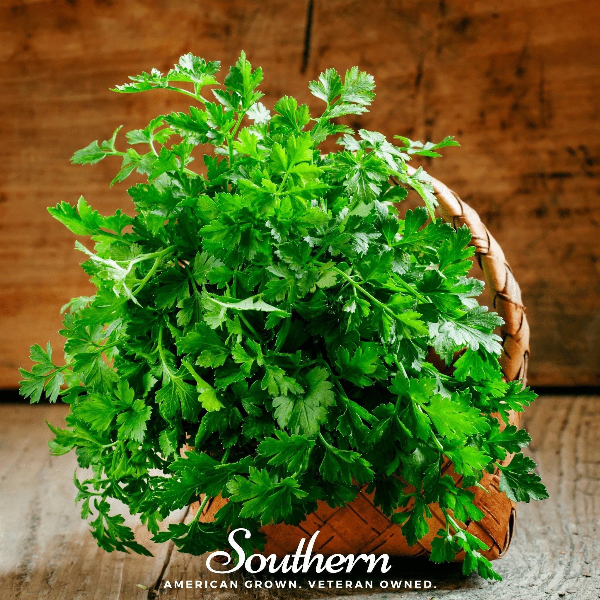Parsley, Italian (Petroselinum crispum latifolium) - 200 Seeds seed packet from Seed Therapy – American - grown, heirloom seeds