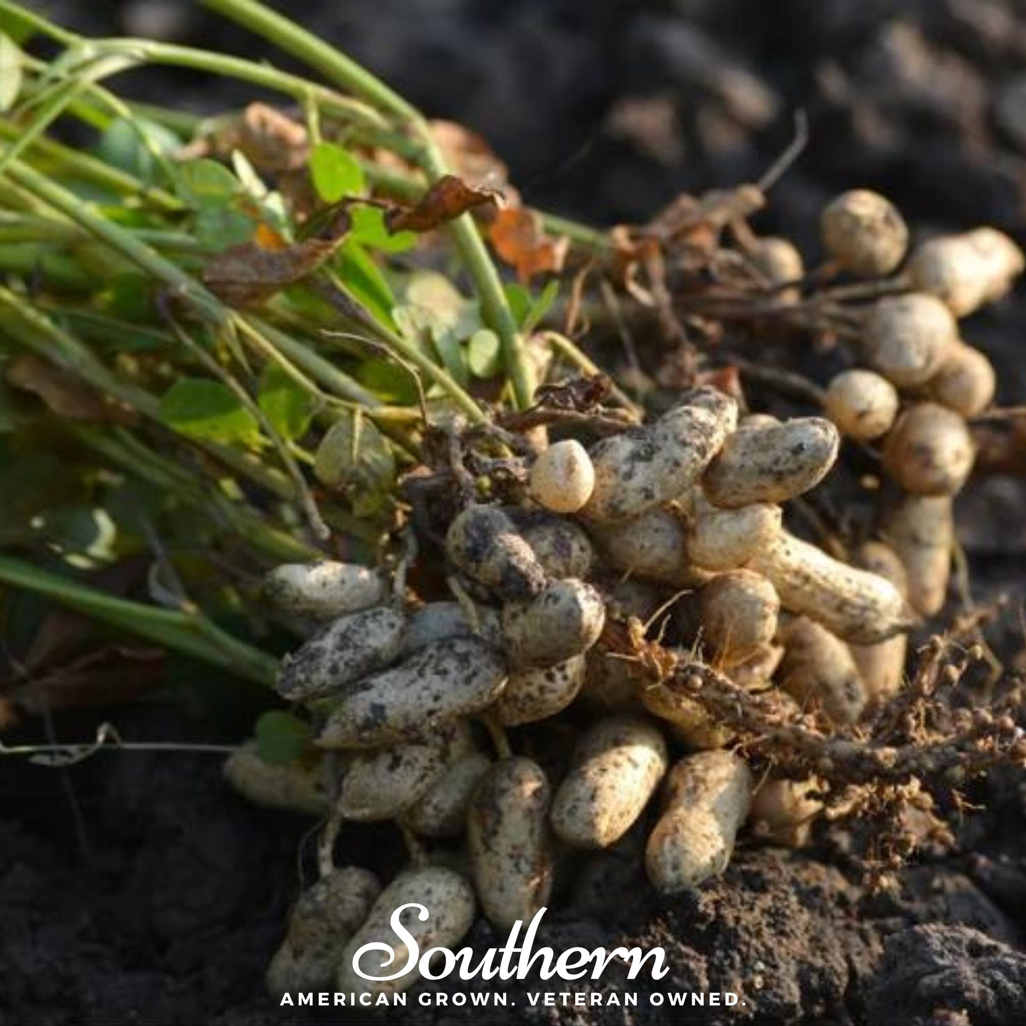 Peanuts, Tennessee Red (Arachis hypogaea) - 10 Seeds seed packet from Seed Therapy – American - grown, heirloom seeds