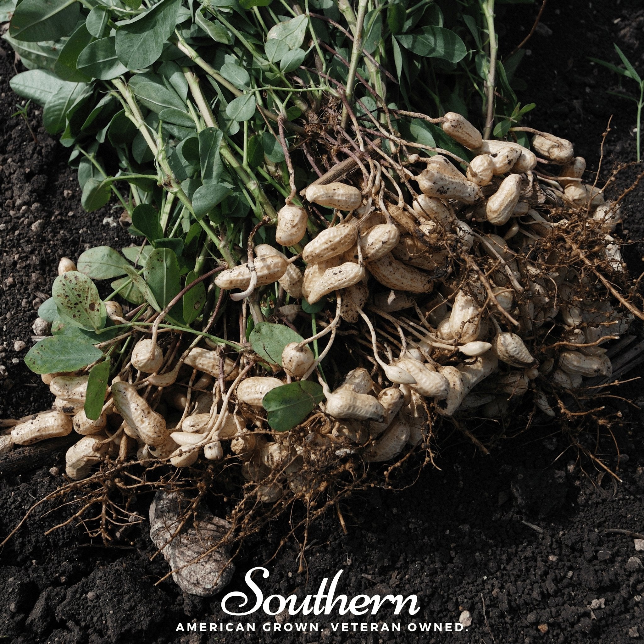Peanuts, Virginia Jumbo (Arachis hypogaea) - 10 Seeds seed packet from Seed Therapy – American - grown, heirloom seeds