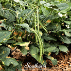 Peas, California Blackeye (Vigna unguiculata) - 50 Seeds seed packet from Seed Therapy – American - grown, heirloom seeds