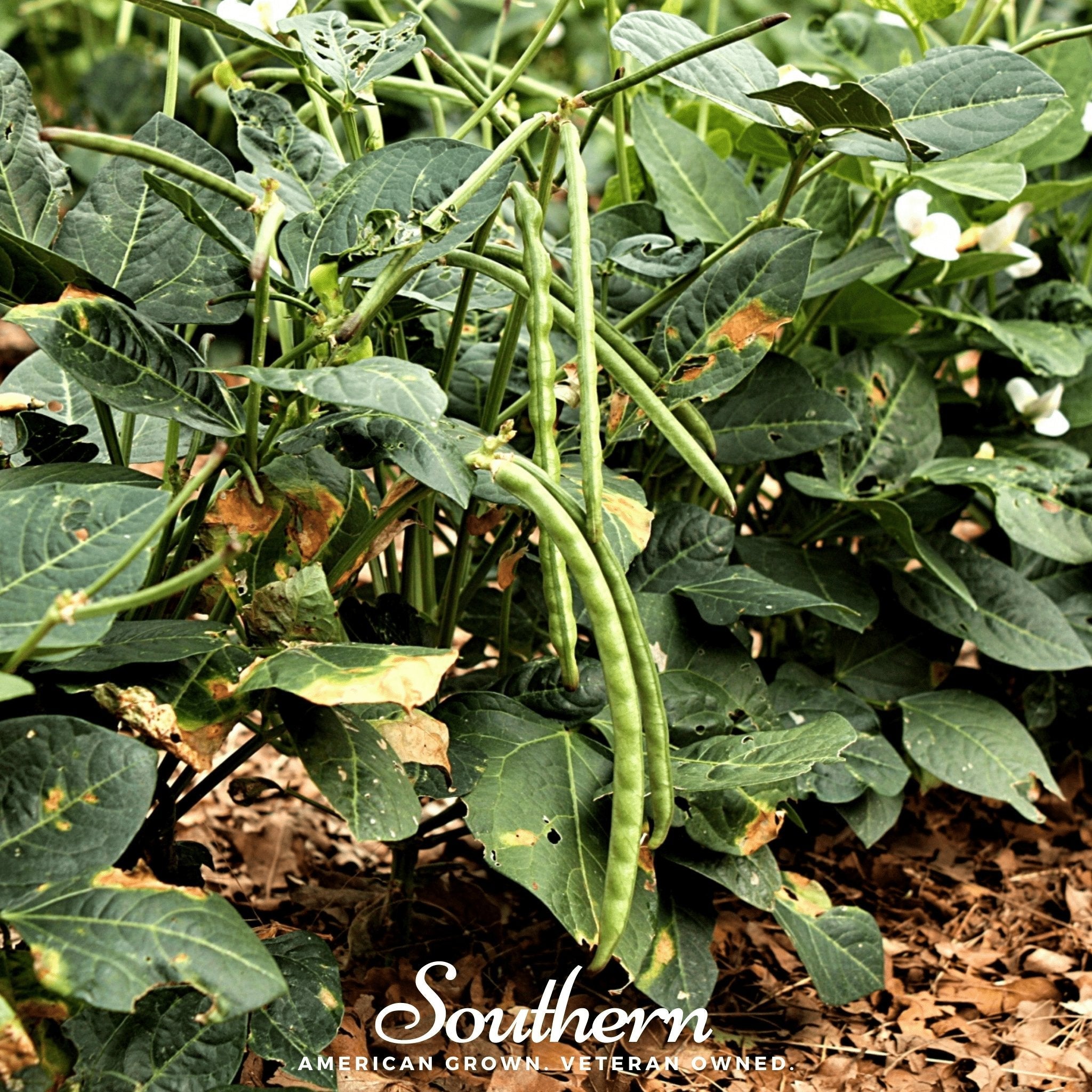 Peas, California Blackeye (Vigna unguiculata) - 50 Seeds seed packet from Seed Therapy – American - grown, heirloom seeds