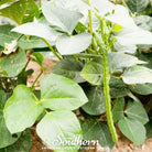 Peas, California Blackeye (Vigna unguiculata) - 50 Seeds seed packet from Seed Therapy – American - grown, heirloom seeds