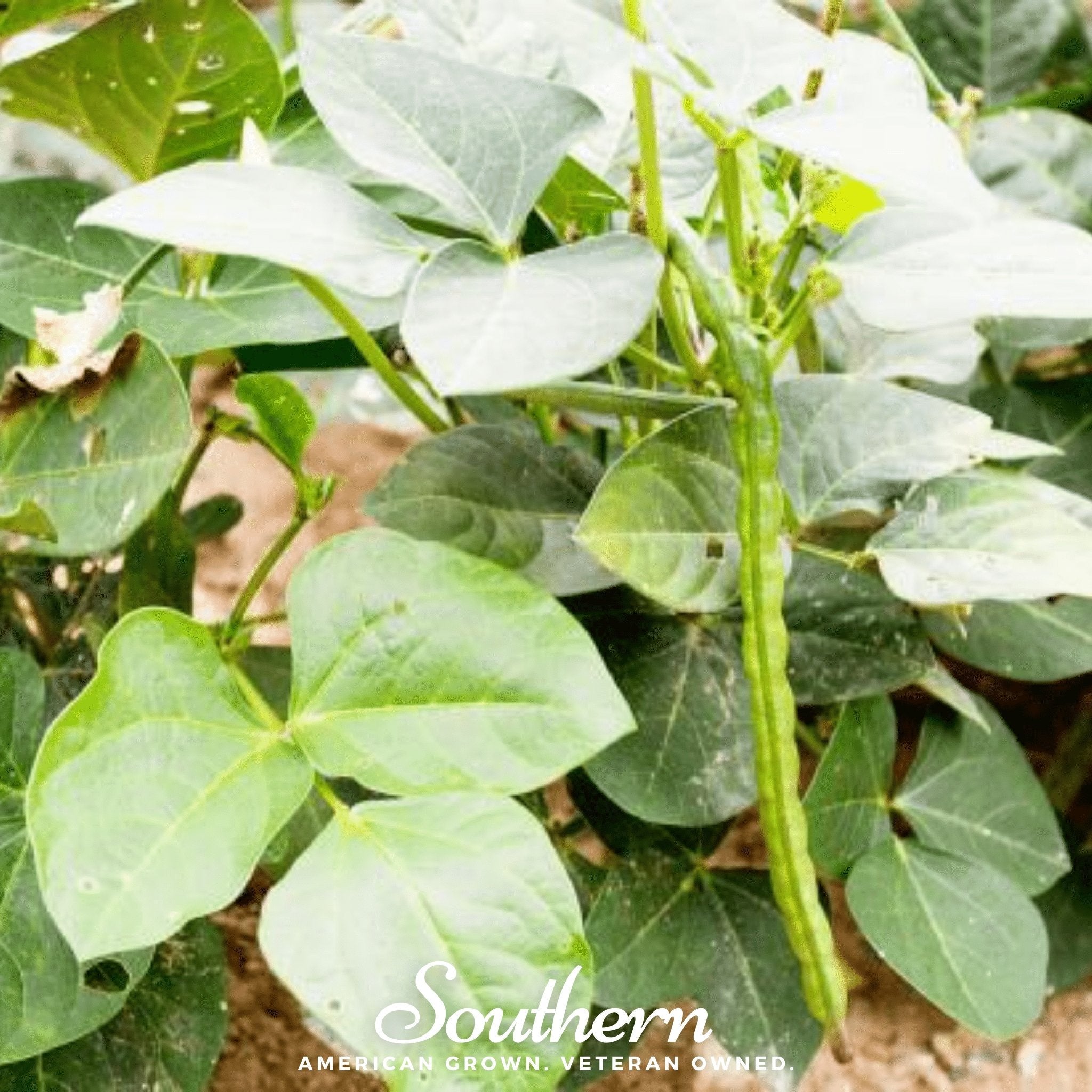 Peas, California Blackeye (Vigna unguiculata) - 50 Seeds seed packet from Seed Therapy – American - grown, heirloom seeds