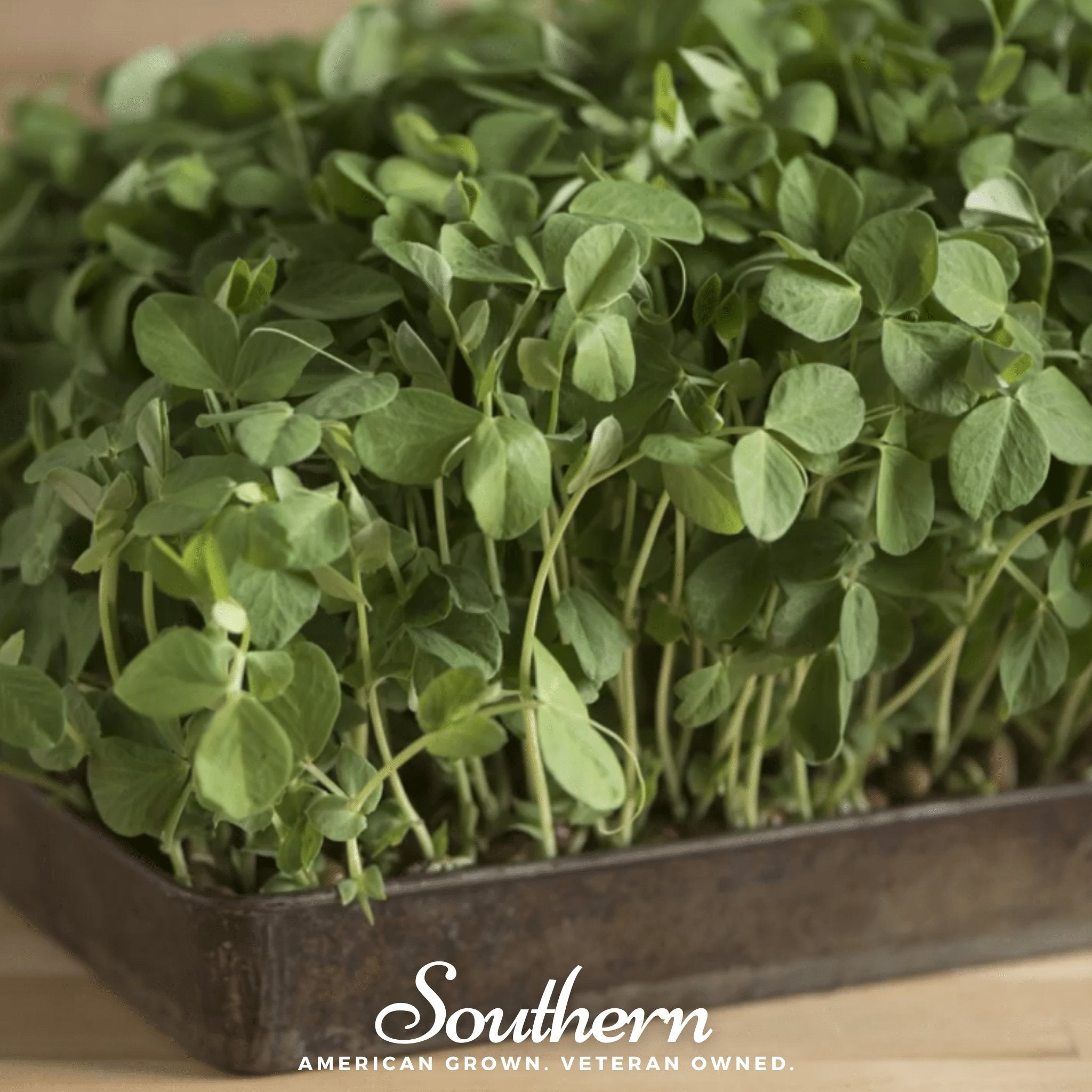 Peas, Dwarf Grey Sugar (Pisum sativum) - 100 Seeds seed packet from Seed Therapy – American - grown, heirloom seeds