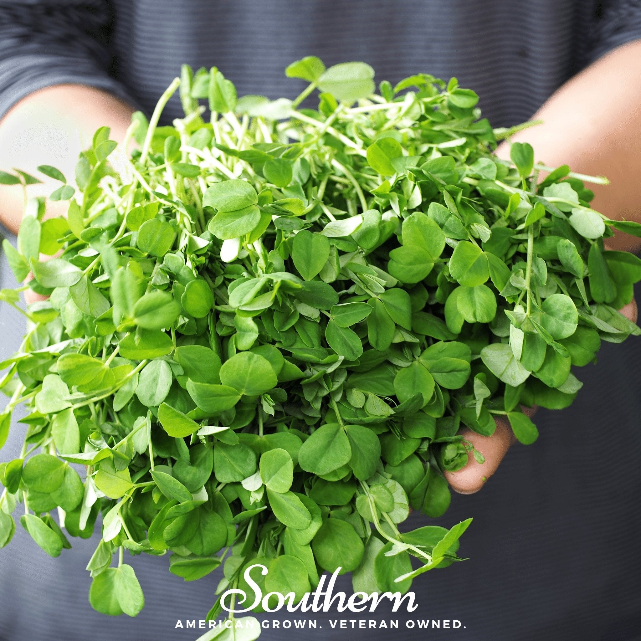 Peas, Field Shoots (Pisum sativum) - 100 seed packet from Seed Therapy – American - grown, heirloom seeds