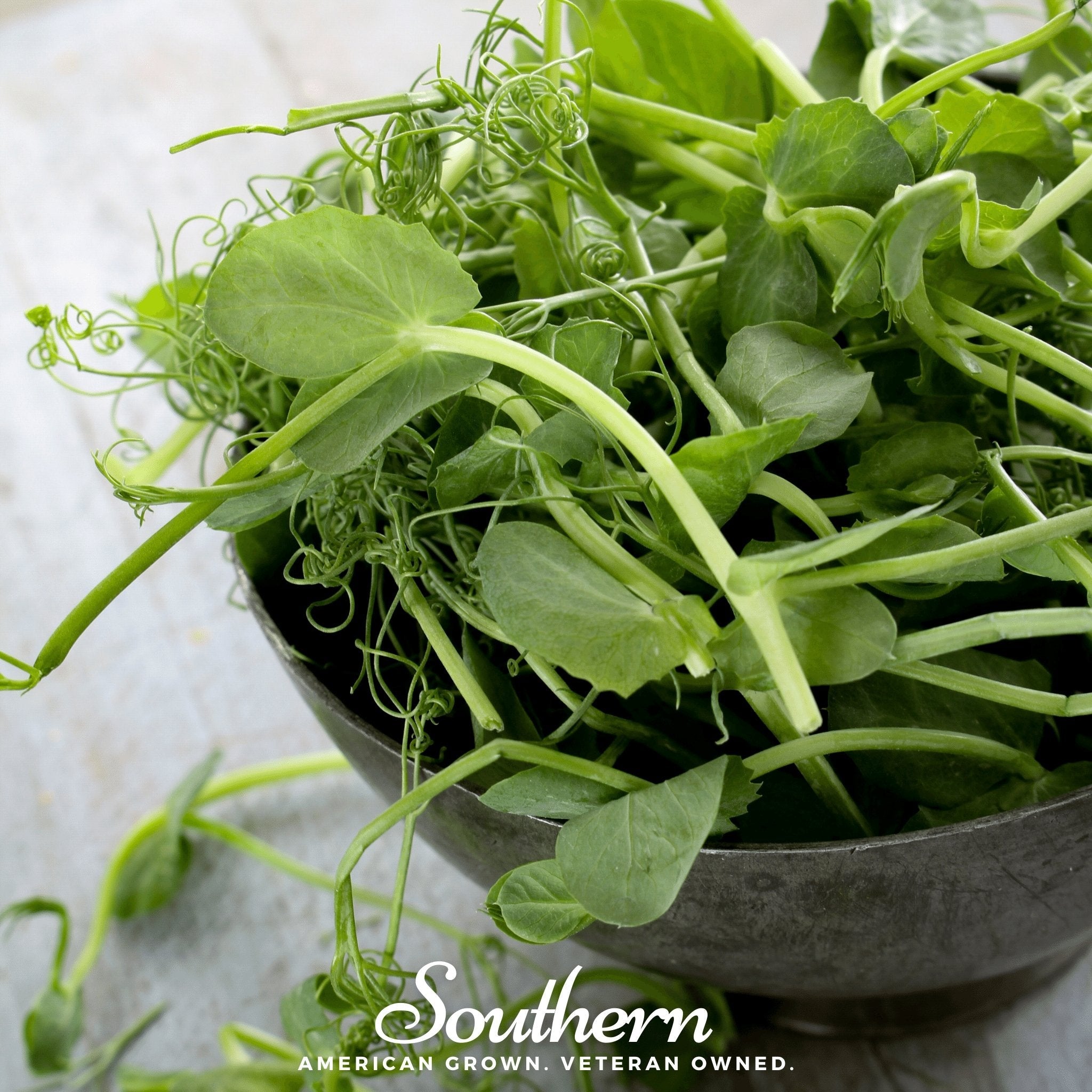 Peas, Field Shoots (Pisum sativum) - 100 seed packet from Seed Therapy – American - grown, heirloom seeds