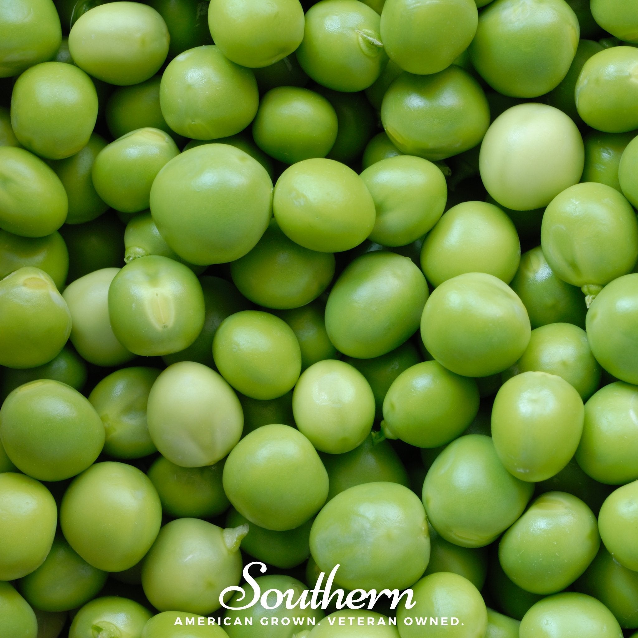 Peas, Green Arrow (Pisum sativum) - 25 Seeds seed packet from Seed Therapy – American - grown, heirloom seeds