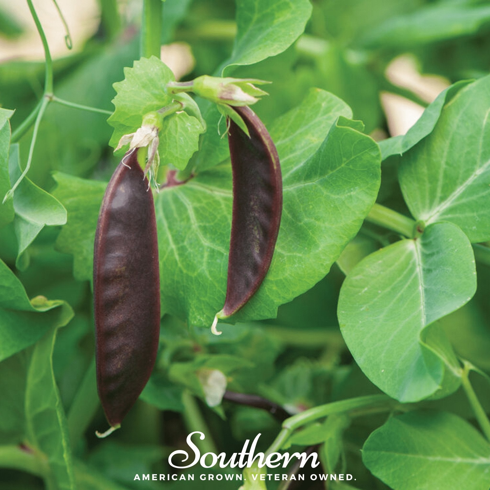 Peas, Royal Snap II (Pisum sativum) - 20 Seeds seed packet from Seed Therapy – American - grown, heirloom seeds