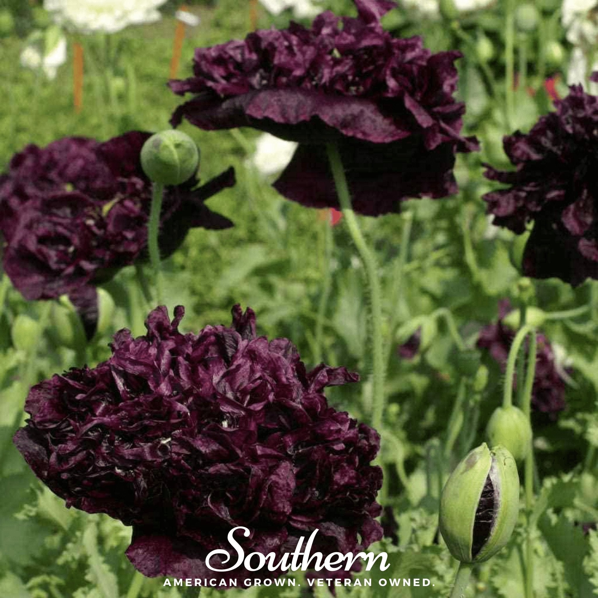 Peony Poppy, Black (Papaver paeoniflorum) - 100 Seeds seed packet from Seed Therapy – American - grown, heirloom seeds