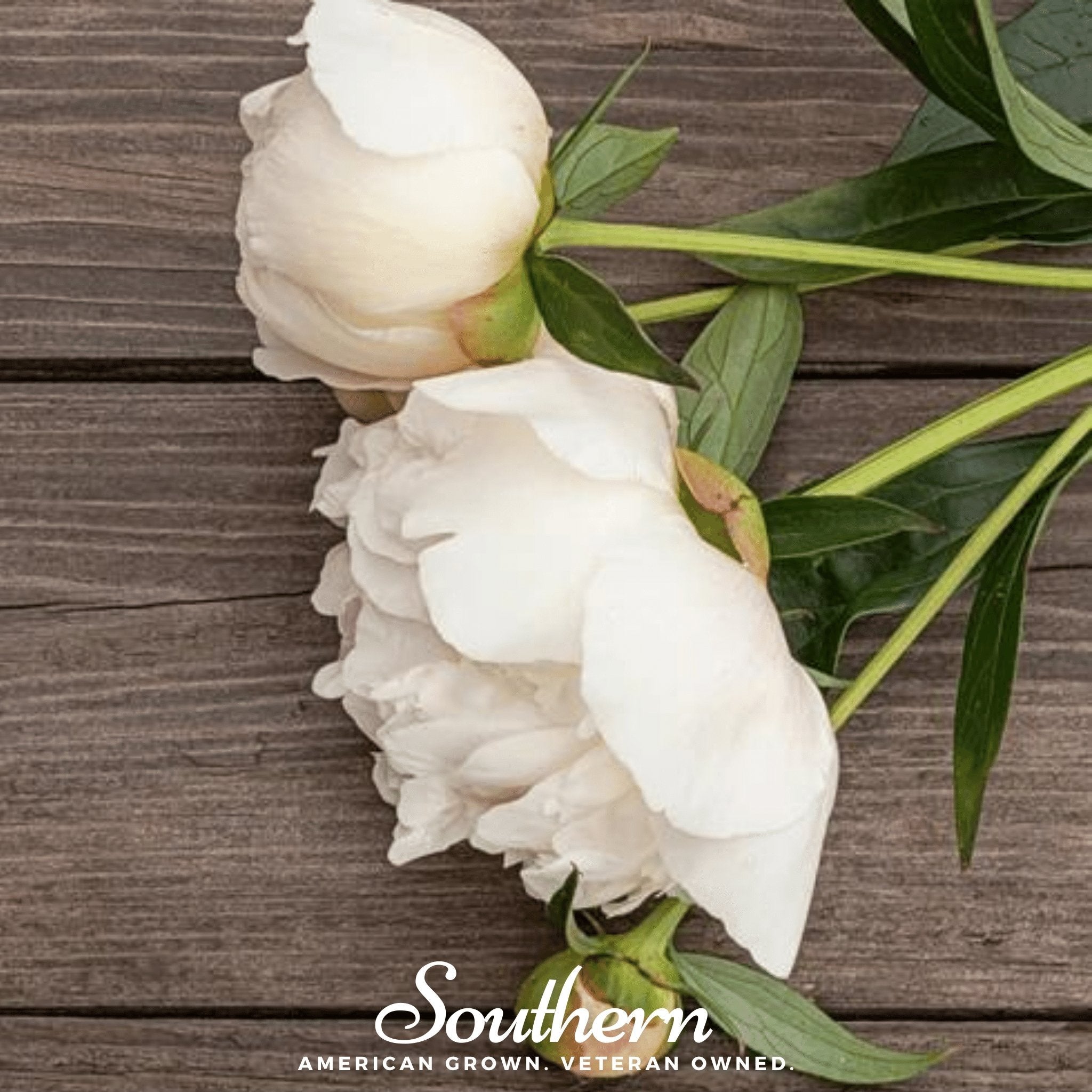 Peony Poppy, Cream (Papaver paeoniflorum) - 100 Seeds seed packet from Seed Therapy – American - grown, heirloom seeds