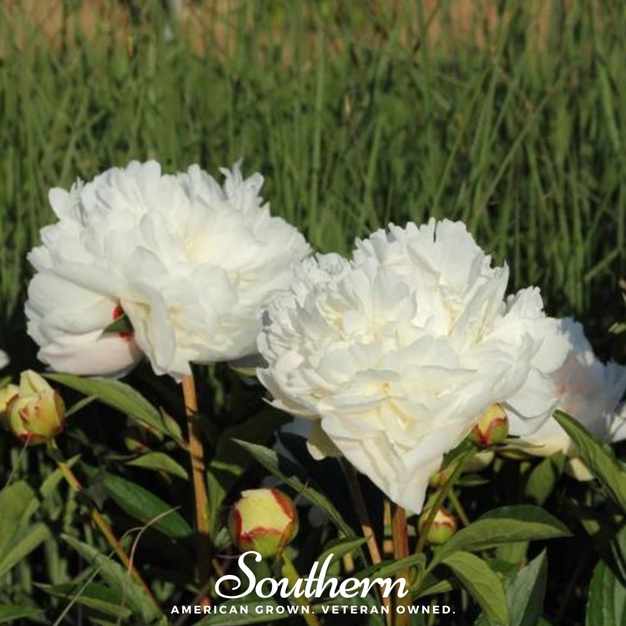 Peony Poppy, Cream (Papaver paeoniflorum) - 100 Seeds seed packet from Seed Therapy – American - grown, heirloom seeds
