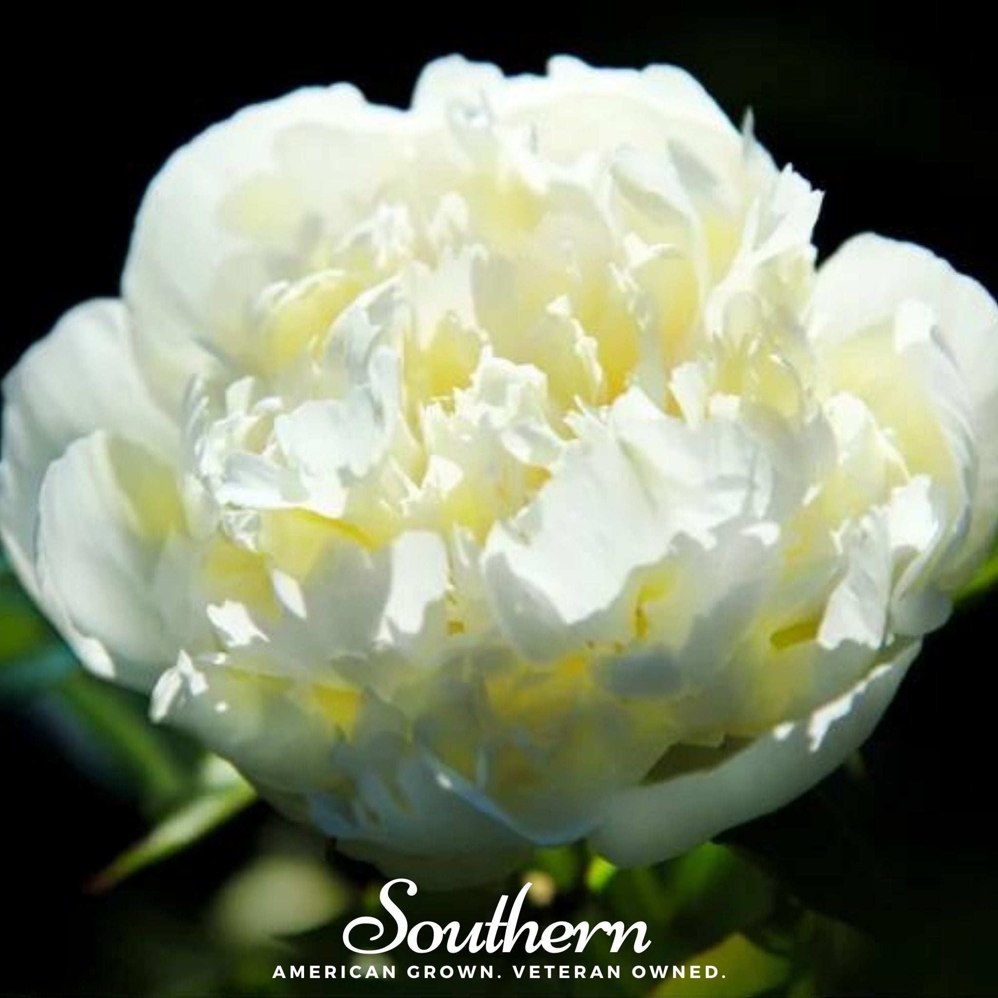 Peony Poppy, Cream (Papaver paeoniflorum) - 100 Seeds seed packet from Seed Therapy – American - grown, heirloom seeds