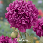 Peony Poppy, Purple (Papaver paeoniflorum) - 100 Seeds seed packet from Seed Therapy – American - grown, heirloom seeds