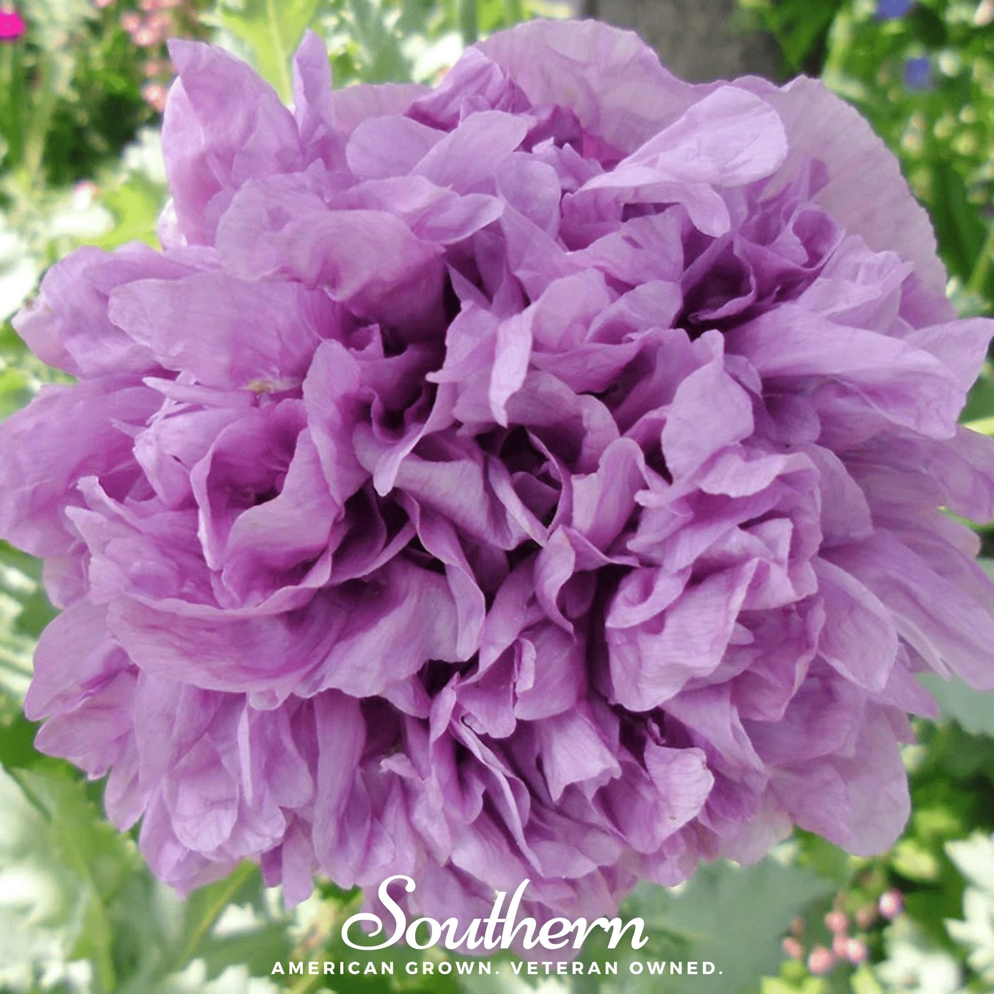 Peony Poppy, Purple (Papaver paeoniflorum) - 100 Seeds seed packet from Seed Therapy – American - grown, heirloom seeds