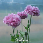 Peony Poppy, Purple (Papaver paeoniflorum) - 100 Seeds seed packet from Seed Therapy – American - grown, heirloom seeds