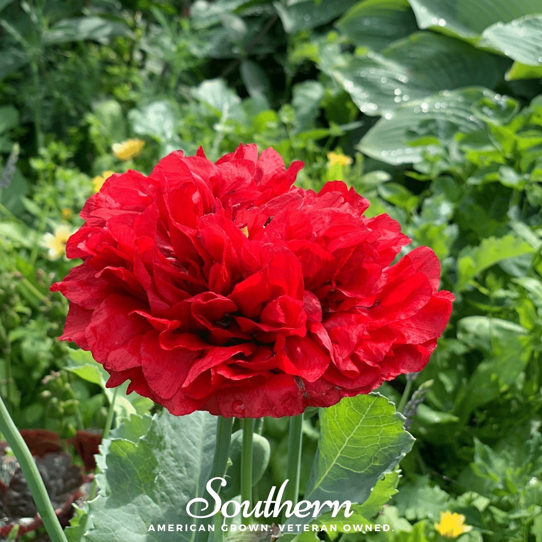 Peony Poppy, Red (Papaver paeoniflorum) - 100 Seeds seed packet from Seed Therapy – American - grown, heirloom seeds