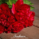 Peony Poppy, Red (Papaver paeoniflorum) - 100 Seeds seed packet from Seed Therapy – American - grown, heirloom seeds