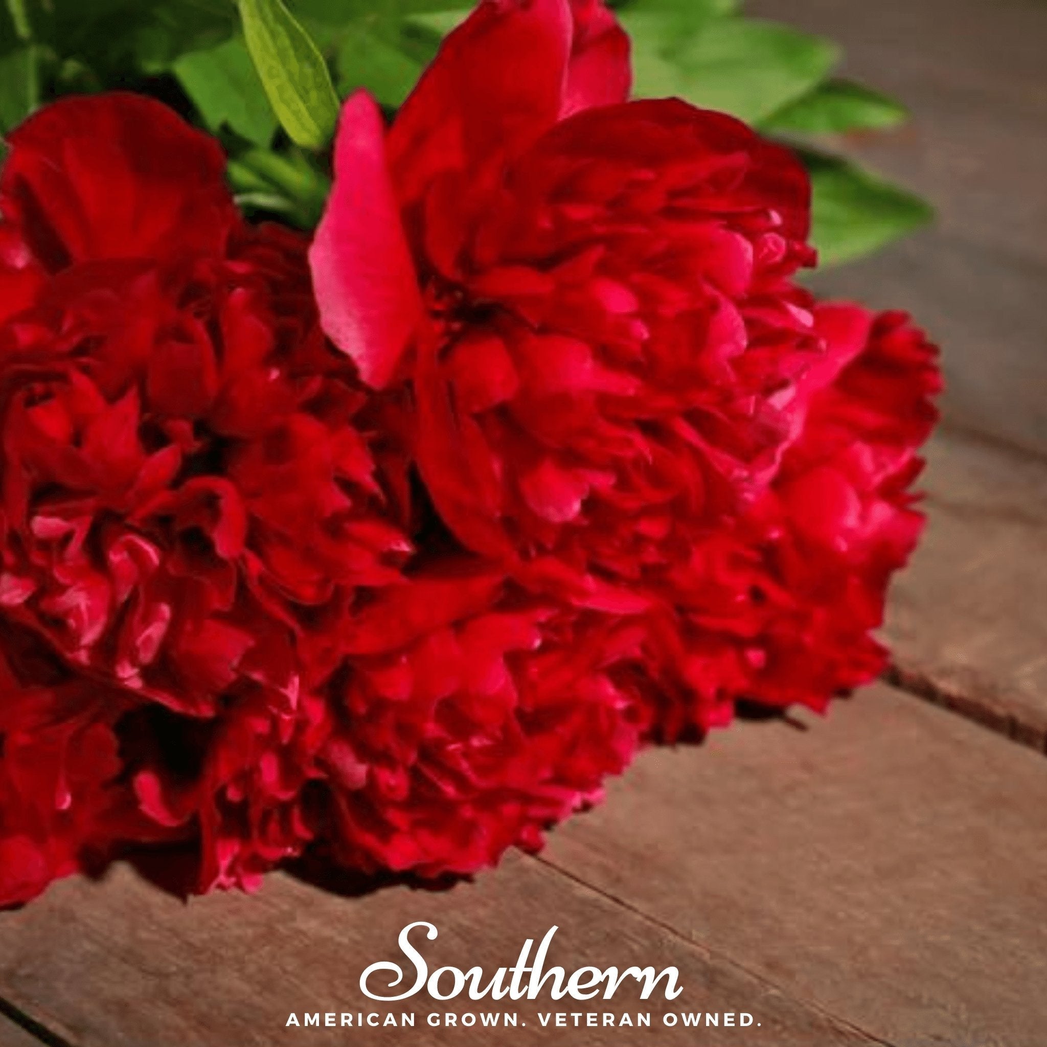 Peony Poppy, Red (Papaver paeoniflorum) - 100 Seeds seed packet from Seed Therapy – American - grown, heirloom seeds