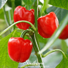 Pepper, Big Red Sweet Bell (Capsicum annuum) - 30 Seeds seed packet from Seed Therapy – American - grown, heirloom seeds