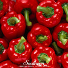 Pepper, Big Red Sweet Bell (Capsicum annuum) - 30 Seeds seed packet from Seed Therapy – American - grown, heirloom seeds