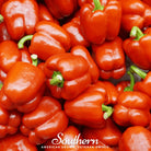 Pepper, Big Red Sweet Bell (Capsicum annuum) - 30 Seeds seed packet from Seed Therapy – American - grown, heirloom seeds