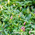 Pepper, Birds Eye Chili (Capscium annuum) - 30 Seeds seed packet from Seed Therapy – American - grown, heirloom seeds