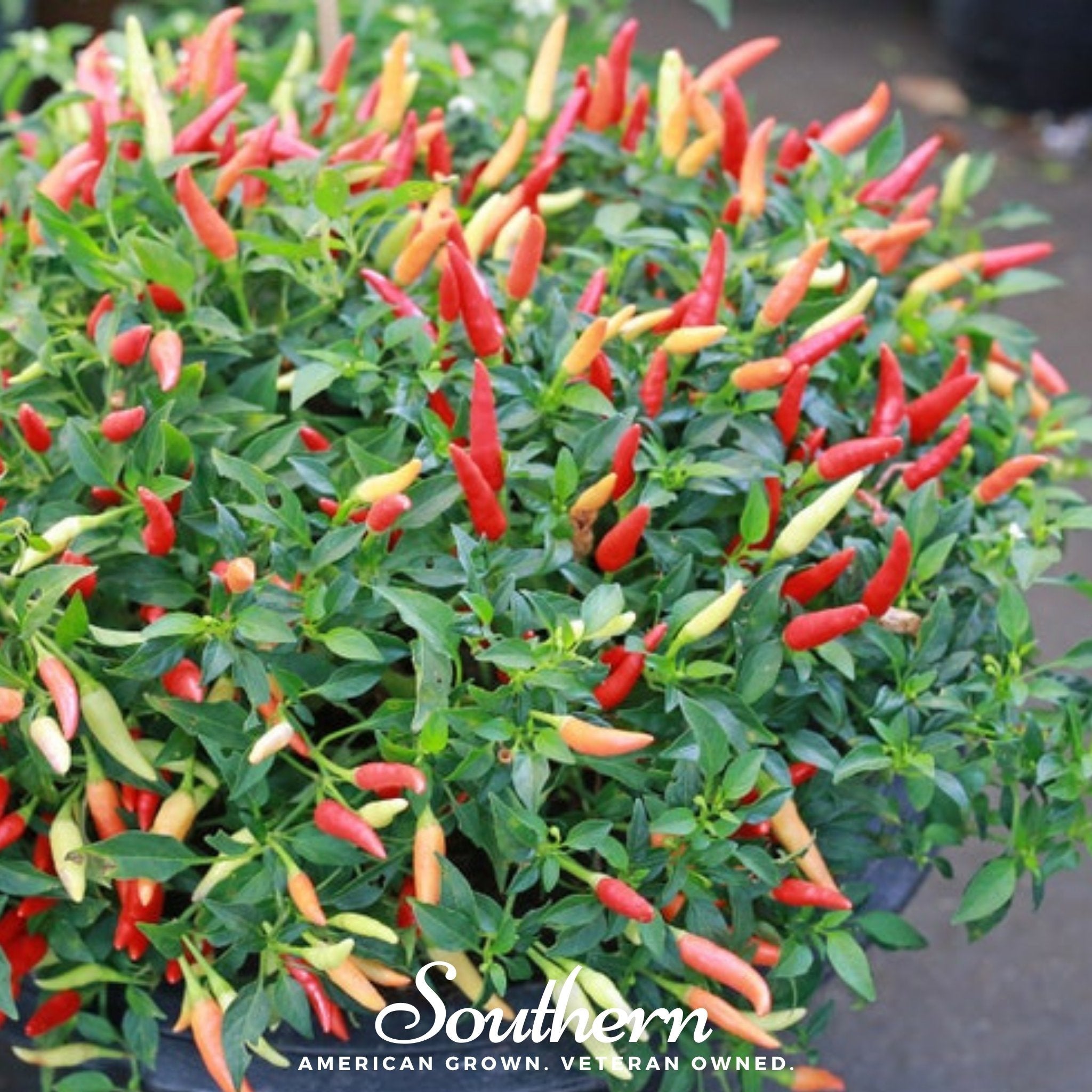 Pepper, Birds Eye Chili (Capscium annuum) - 30 Seeds seed packet from Seed Therapy – American - grown, heirloom seeds