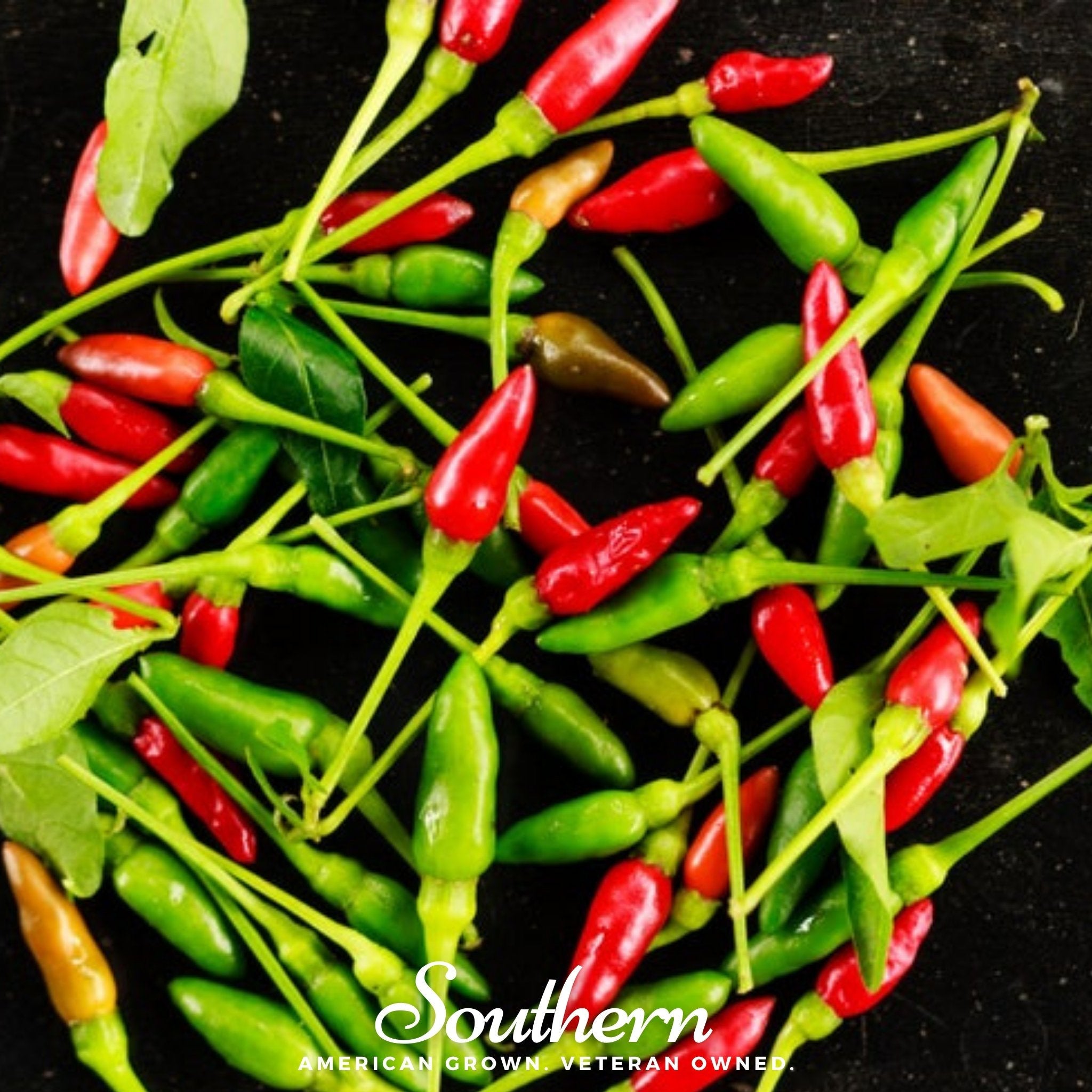 Pepper, Birds Eye Chili (Capscium annuum) - 30 Seeds seed packet from Seed Therapy – American - grown, heirloom seeds