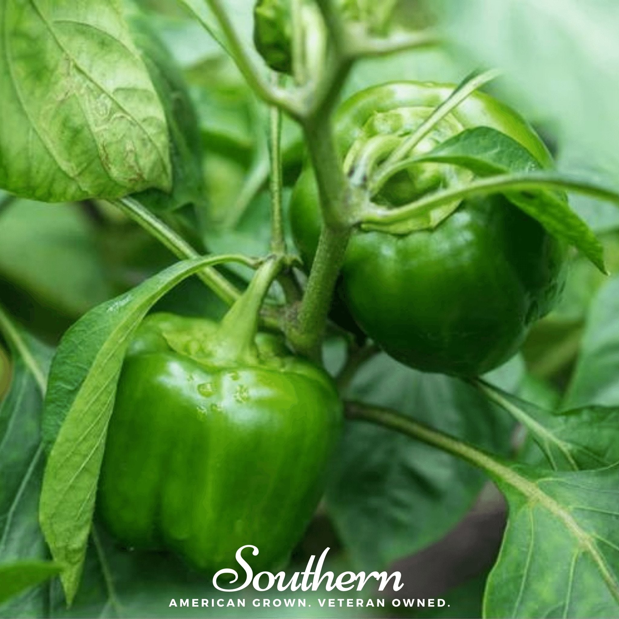 Pepper, Cal Wonder Sweet Bell (Capsicum annuum) - 30 Seeds seed packet from Seed Therapy – American - grown, heirloom seeds