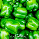 Pepper, Cal Wonder Sweet Bell (Capsicum annuum) - 30 Seeds seed packet from Seed Therapy – American - grown, heirloom seeds
