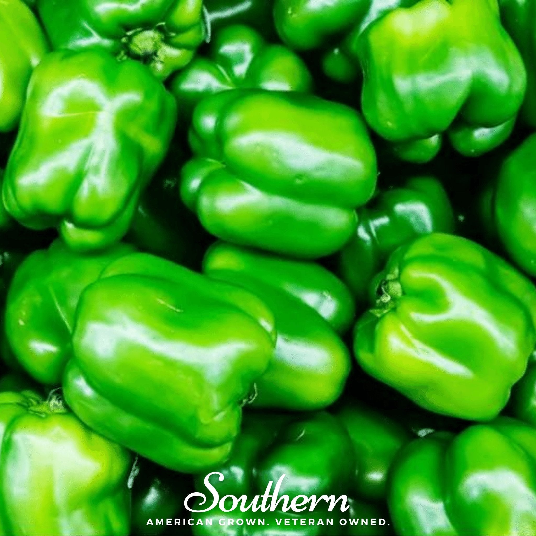 Pepper, Cal Wonder Sweet Bell (Capsicum annuum) - 30 Seeds seed packet from Seed Therapy – American - grown, heirloom seeds
