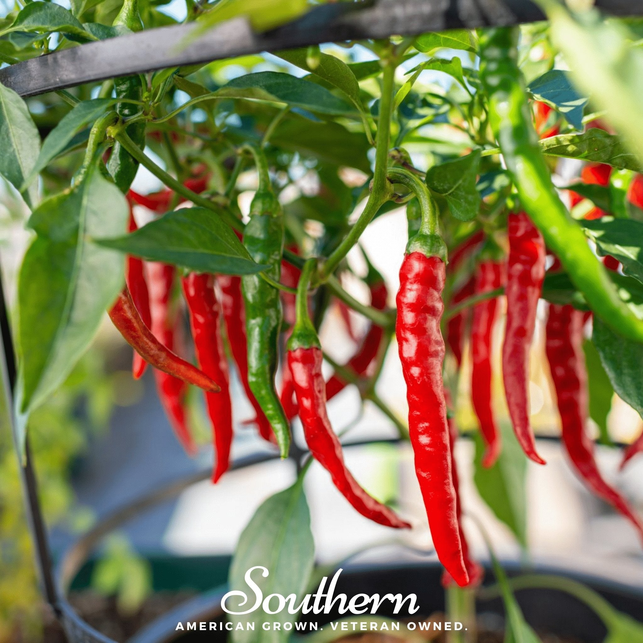Pepper, Cayenne, Long Slim (Capscium annuum) - 30 Seeds seed packet from Seed Therapy – American - grown, heirloom seeds
