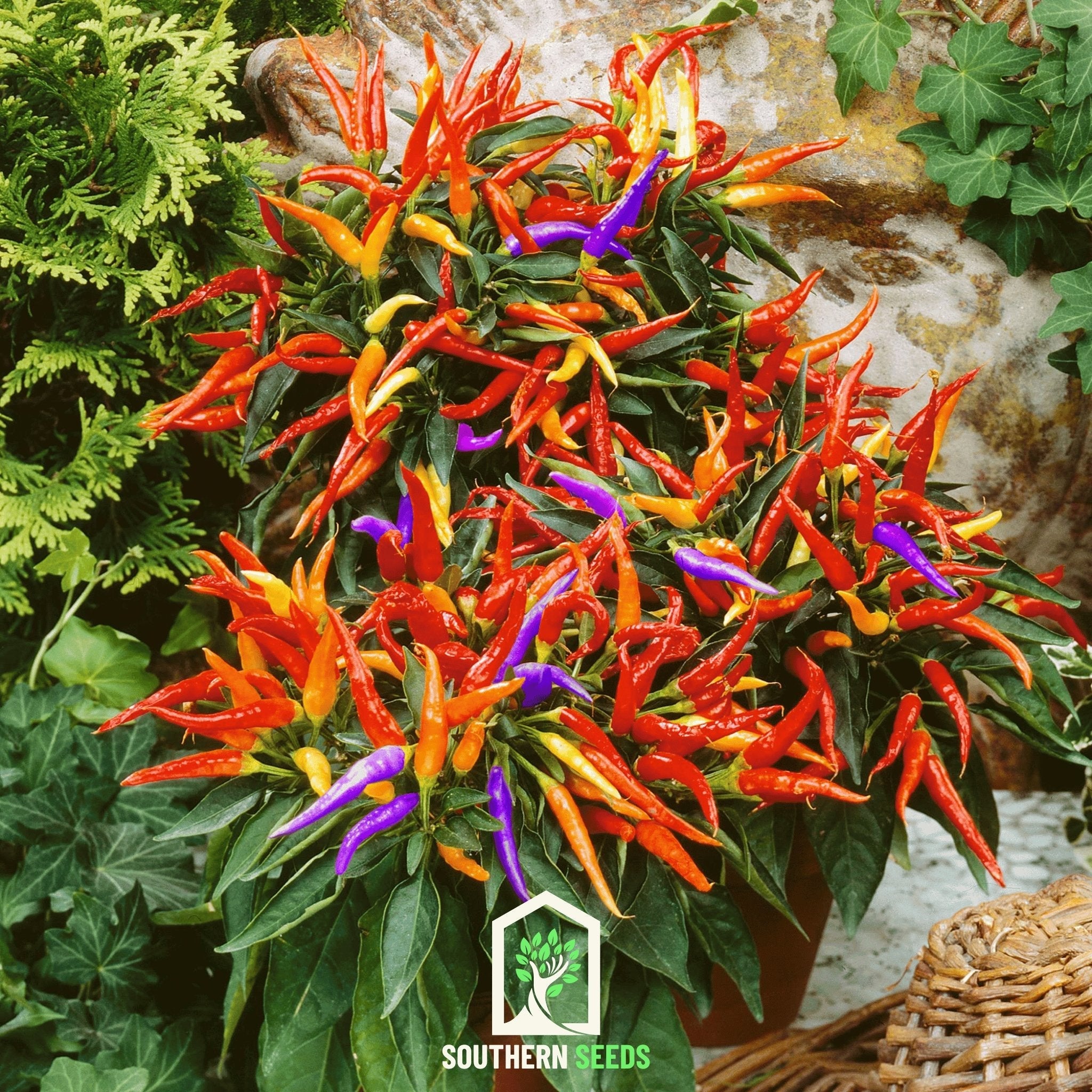 Pepper, Firework Ornamental (Capscium annuum) - 25 Seeds seed packet from Seed Therapy – American - grown, heirloom seeds