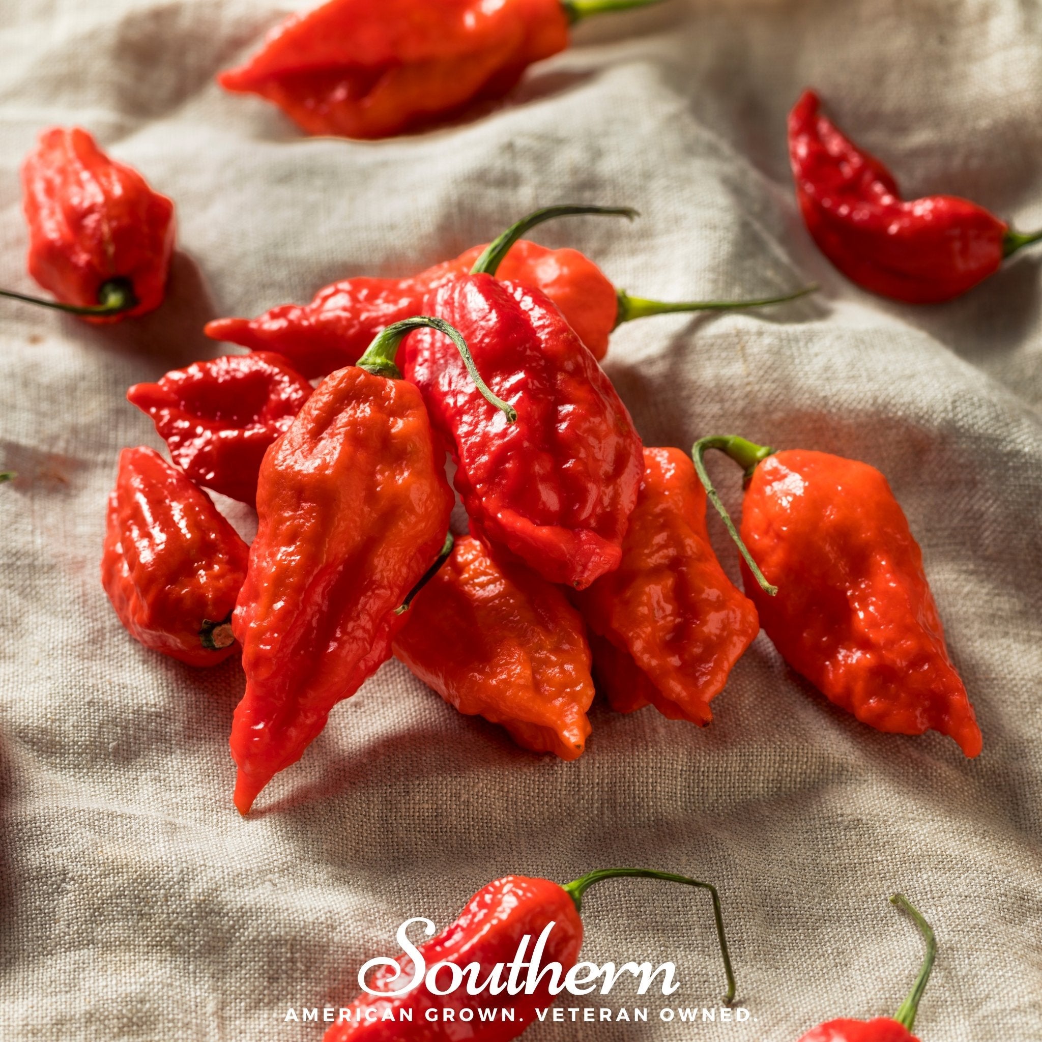 Pepper, Ghost - Red Bhut Jolokia (Capsicum annuum) - 25 Seeds seed packet from Seed Therapy – American - grown, heirloom seeds