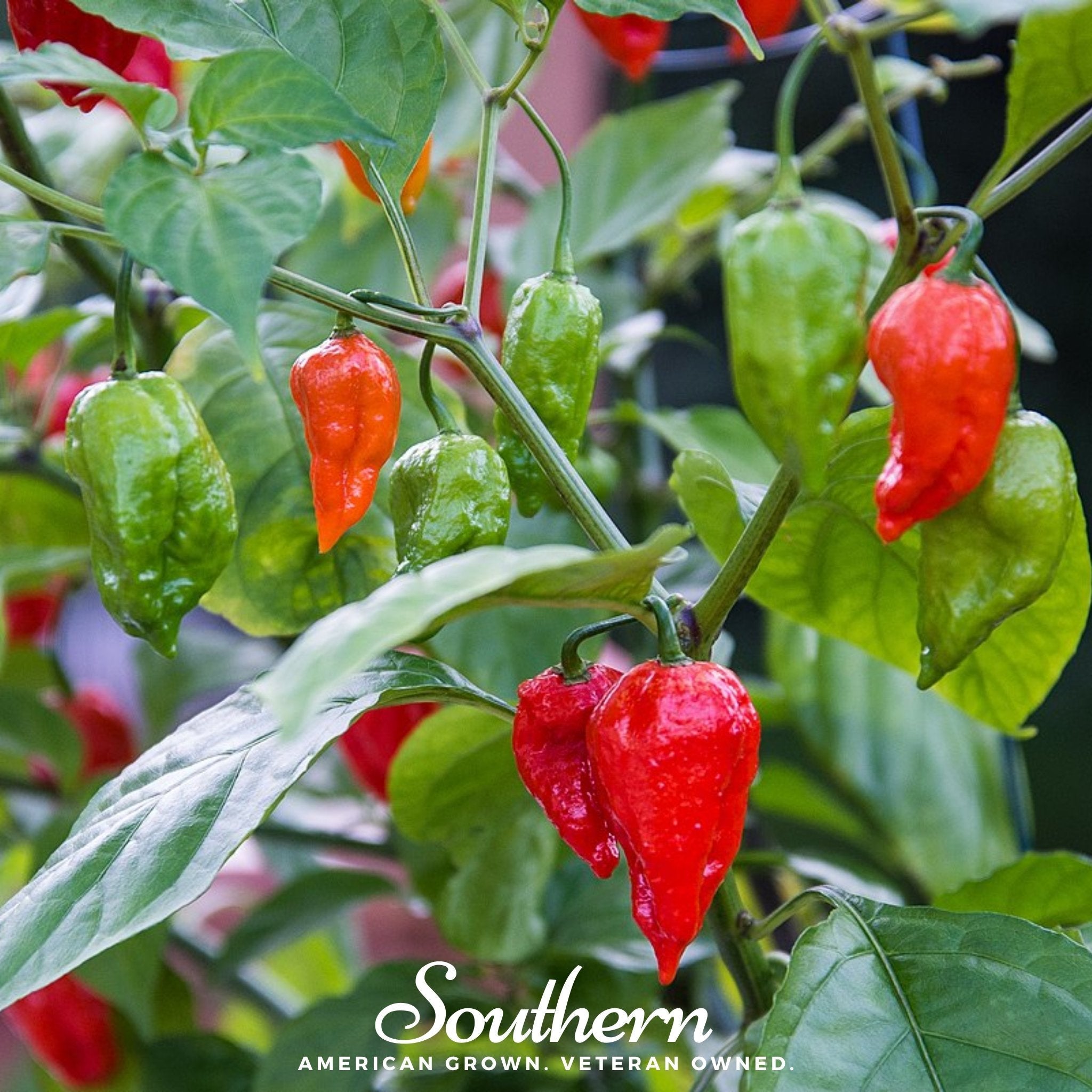 Pepper, Ghost - Red Bhut Jolokia (Capsicum annuum) - 25 Seeds seed packet from Seed Therapy – American - grown, heirloom seeds